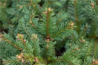 Picea abies 'Dippenhall' - Fichte 'Dippenhall'