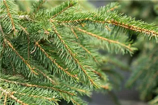 Picea abies 'Formanek' - Kriechfichte 'Formanek'