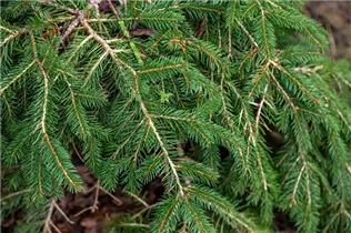 Picea abies 'Formanek' - Kriechfichte 'Formanek'