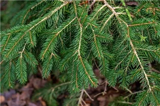 Picea abies 'Formanek' - Kriechfichte 'Formanek'