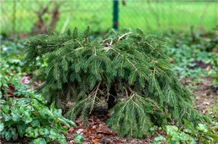 Picea abies 'Formanek' - Kriechfichte 'Formanek'