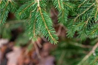 Picea abies 'Formanek' - Kriechfichte 'Formanek'