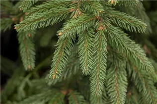 Picea abies 'Inversa' - Trauer-Hängefichte 'Inversa'
