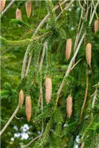Picea abies 'Inversa' - Trauer-Hängefichte 'Inversa'