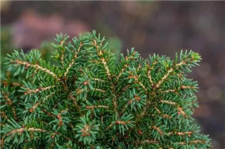 Picea abies 'Little Gem' - Kissen-Fichte 'Little Gem'