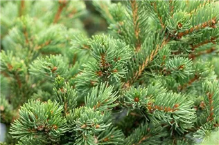 Picea abies 'Lombarts' - Fichte 'Lombarts'