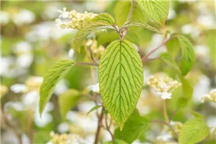  - Viburnum plicatum 'Kilimandjaro'®