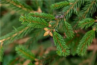 Picea abies 'Loreley' - Gemeine Fichte 'Loreley'