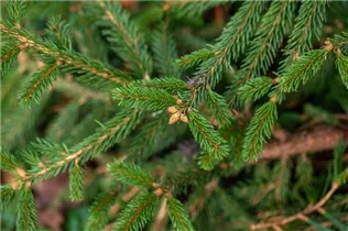 Picea abies 'Loreley' - Gemeine Fichte 'Loreley'