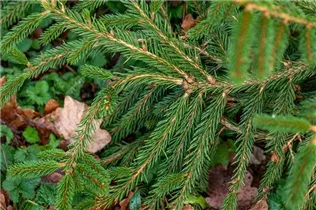 Picea abies 'Loreley' - Gemeine Fichte 'Loreley'