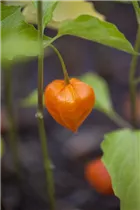 Physalis alkekengi var. franchetii - Blasenkirsche Physalis alkekengi var. franchetii - Blasenkirsche