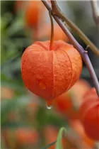 Physalis alkekengi var. franchetii - Blasenkirsche Physalis alkekengi var. franchetii - Blasenkirsche