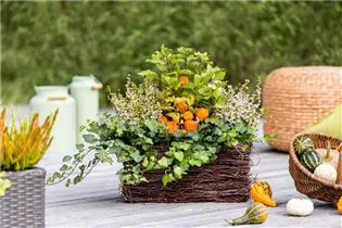 Physalis alkekengi var. franchetii - Blasenkirsche Physalis alkekengi var. franchetii - Blasenkirsche