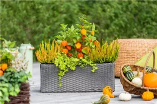 Physalis alkekengi var. franchetii - Blasenkirsche Physalis alkekengi var. franchetii - Blasenkirsche