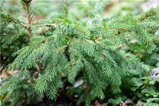 Picea abies 'Maxwellii' - Kissenfichte 'Maxwellii'