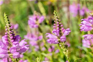 Physostegia virginiana - Gelenkblume