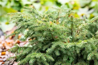 Picea abies 'Nidiformis' - Nestfichte 'Nidiformis'