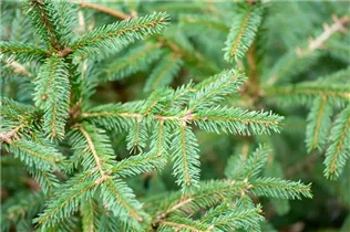 Picea abies 'Ohlendorffii' - Fichte 'Ohlendorffii' Picea abies 'Ohlendorffii' - Fichte 'Ohlendorffii'