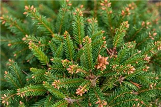 Picea abies 'Ohlendorffii' - Fichte 'Ohlendorffii' Picea abies 'Ohlendorffii' - Fichte 'Ohlendorffii'