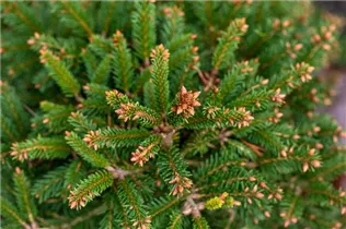 Picea abies 'Ohlendorffii' - Fichte 'Ohlendorffii' Picea abies 'Ohlendorffii' - Fichte 'Ohlendorffii'