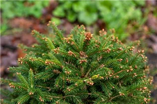 Picea abies 'Ohlendorffii' - Fichte 'Ohlendorffii' Picea abies 'Ohlendorffii' - Fichte 'Ohlendorffii'