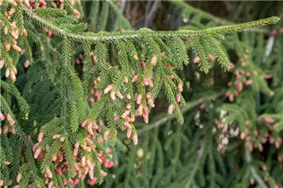 Picea abies 'Pendula' - Hängefichte 'Pendula'