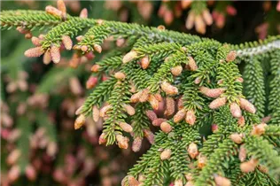 Picea abies 'Pendula' - Hängefichte 'Pendula'