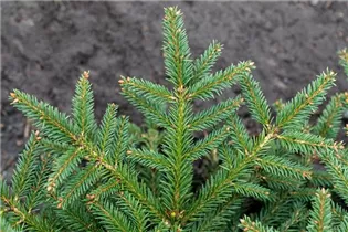 Picea abies 'Procumbens' - Kissenfichte 'Procumbens'