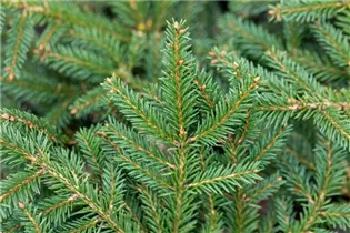 Picea abies 'Procumbens' - Kissenfichte 'Procumbens'