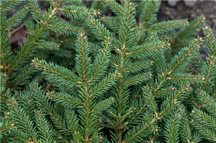 Picea abies 'Procumbens' - Kissenfichte 'Procumbens'