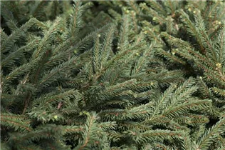 Picea abies 'Pumila Glauca' - Blaue Pummelfichte 'Pumila Glauca'