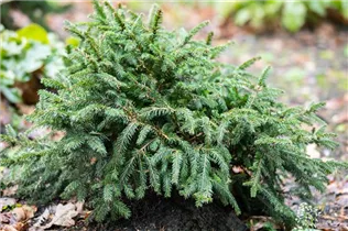 Picea abies 'Pumila Glauca' - Blaue Pummelfichte 'Pumila Glauca'
