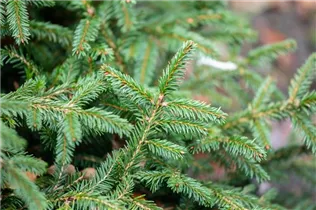 Picea abies 'Pumila Glauca' - Blaue Pummelfichte 'Pumila Glauca'