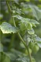 Physalis pruinosa - Erdkirsche Physalis pruinosa - Erdkirsche