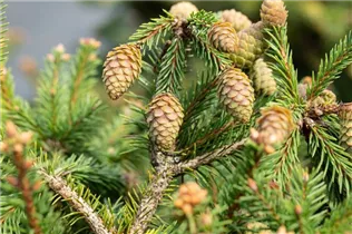 Picea abies 'Pusch' - Zapfenfichte 'Pusch'