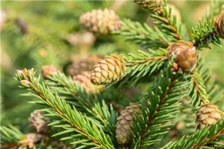 Picea abies 'Pusch' - Zapfenfichte 'Pusch'