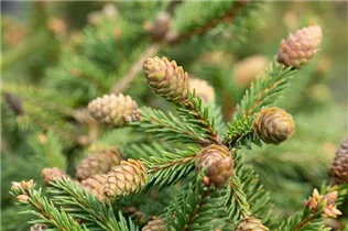 Picea abies 'Pusch' - Zapfenfichte 'Pusch'