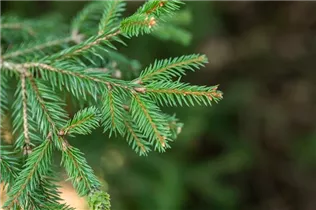 Picea abies 'Pusch' - Zapfenfichte 'Pusch'