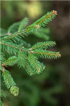 Picea abies 'Pusch' - Zapfenfichte 'Pusch'