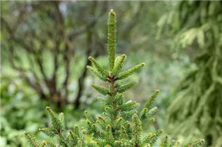 Picea abies 'Remonti' - Fichte 'Remontii'