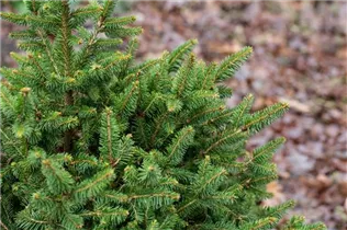 Picea abies 'Remonti' - Fichte 'Remontii'