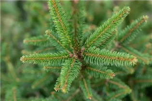 Picea abies 'Remonti' - Fichte 'Remontii'