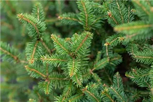 Picea abies 'Remonti' - Fichte 'Remontii'