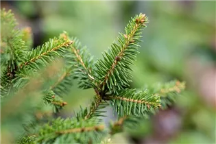 Picea abies 'Remonti' - Fichte 'Remontii'