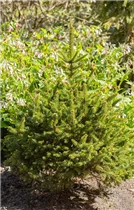 Picea abies 'Remonti' - Fichte 'Remontii'