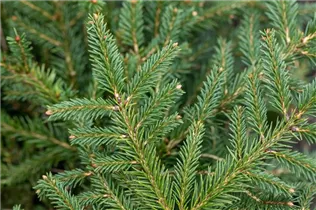 Picea abies 'Repens' - Kriechfichte 'Repens'
