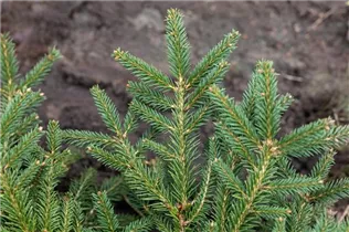 Picea abies 'Repens' - Kriechfichte 'Repens'