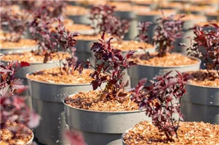 Physocarpus opulifolius 'All Black'® - Fasanenspiere 'All Black'®