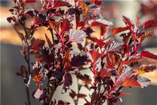 Physocarpus opulifolius 'All Black'® - Fasanenspiere 'All Black'®
