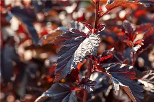 Physocarpus opulifolius 'All Black'® - Fasanenspiere 'All Black'®